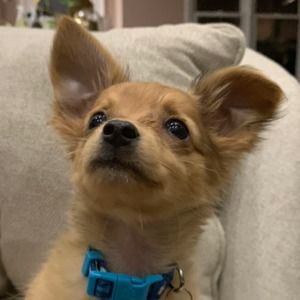 Meet your Posher, Abin